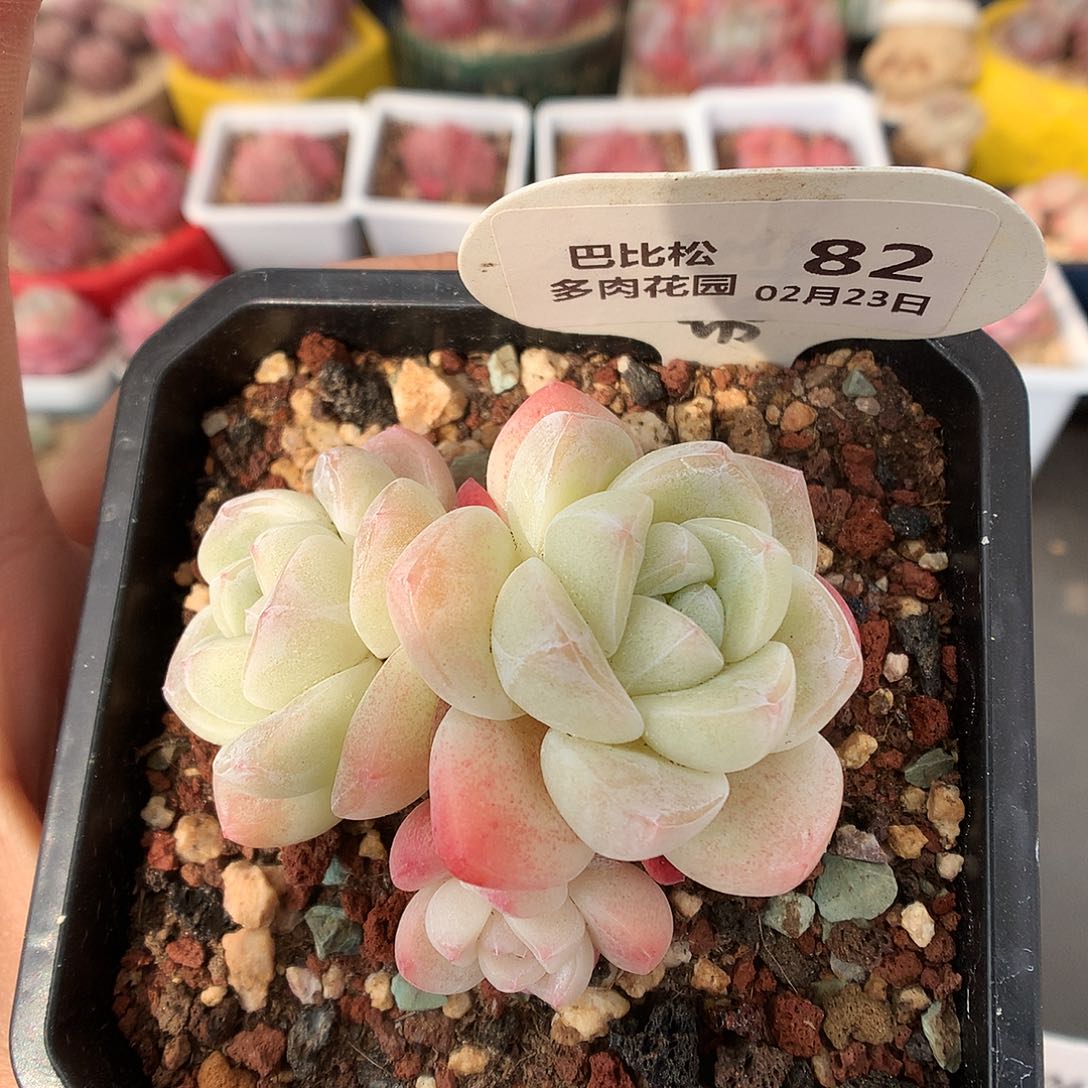 82三头冰玉多肉植物