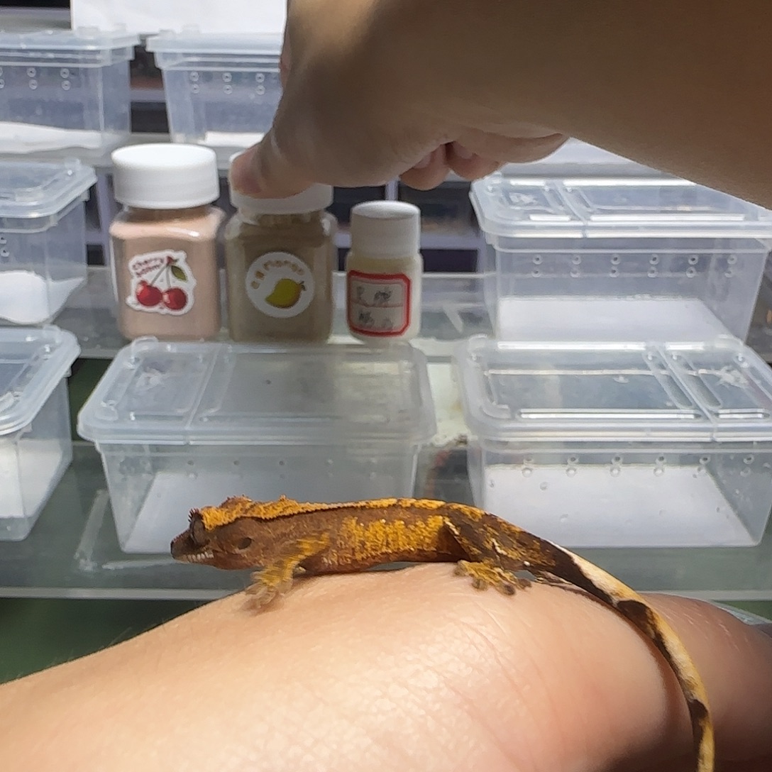 睫角守宫锈红底奶油