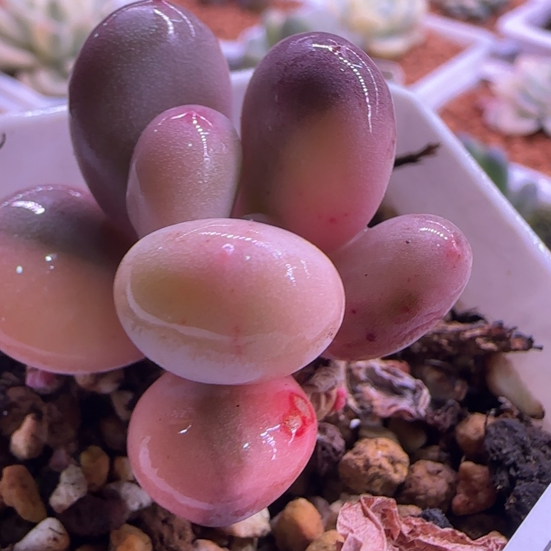 奶酪锦026多肉植物