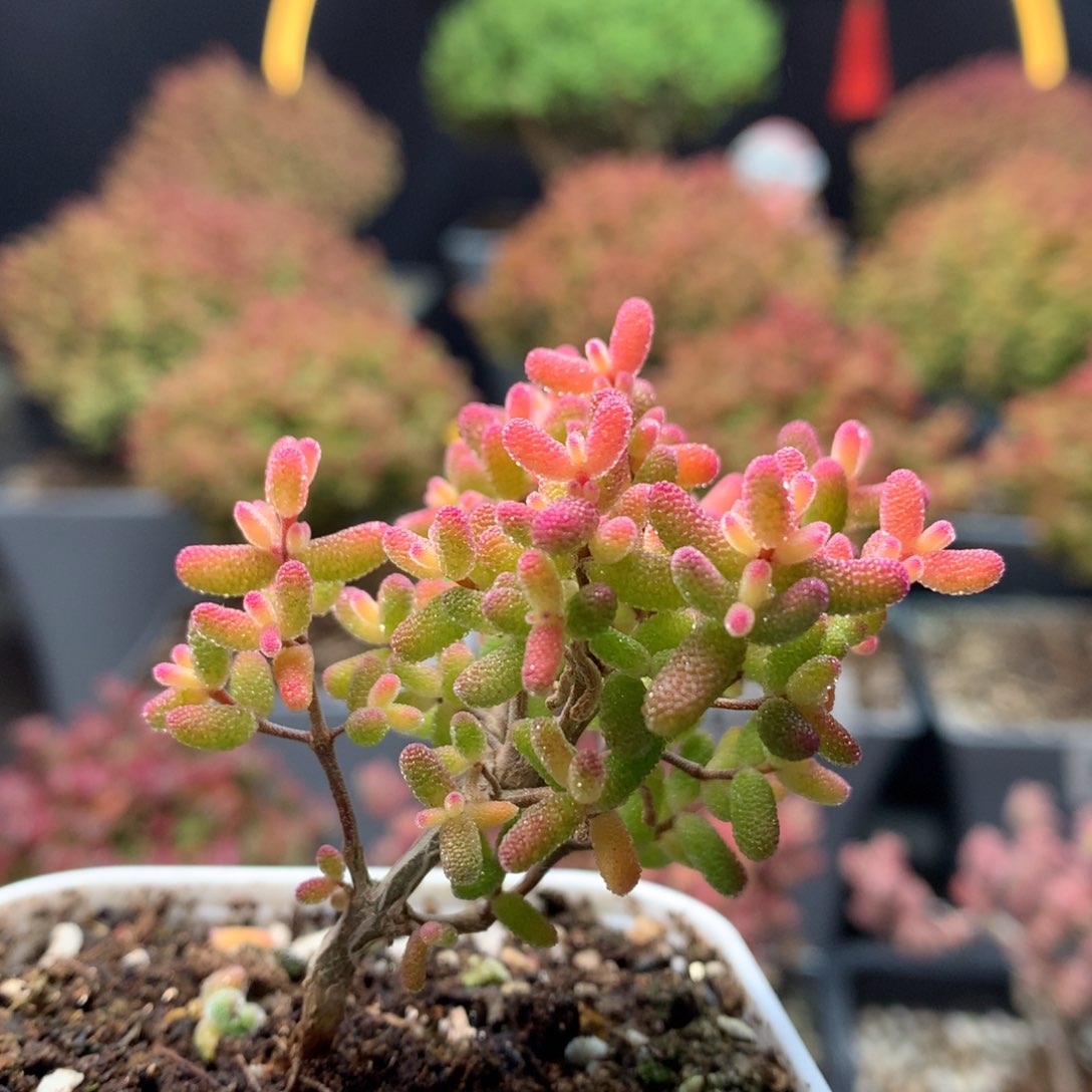 B236糖球粉锦枝干番杏