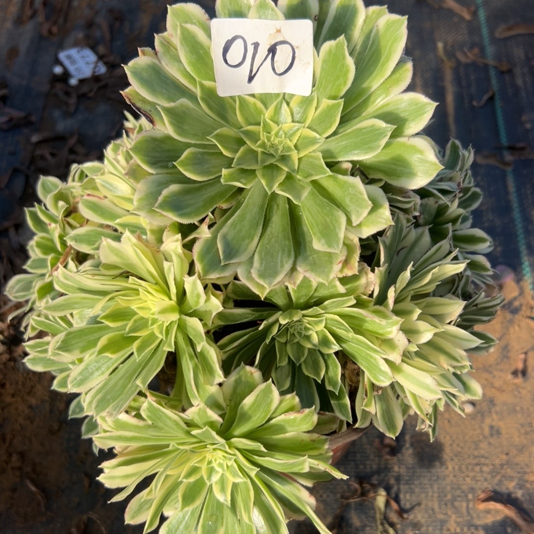 010白狐，满20包邮嘟叮熊