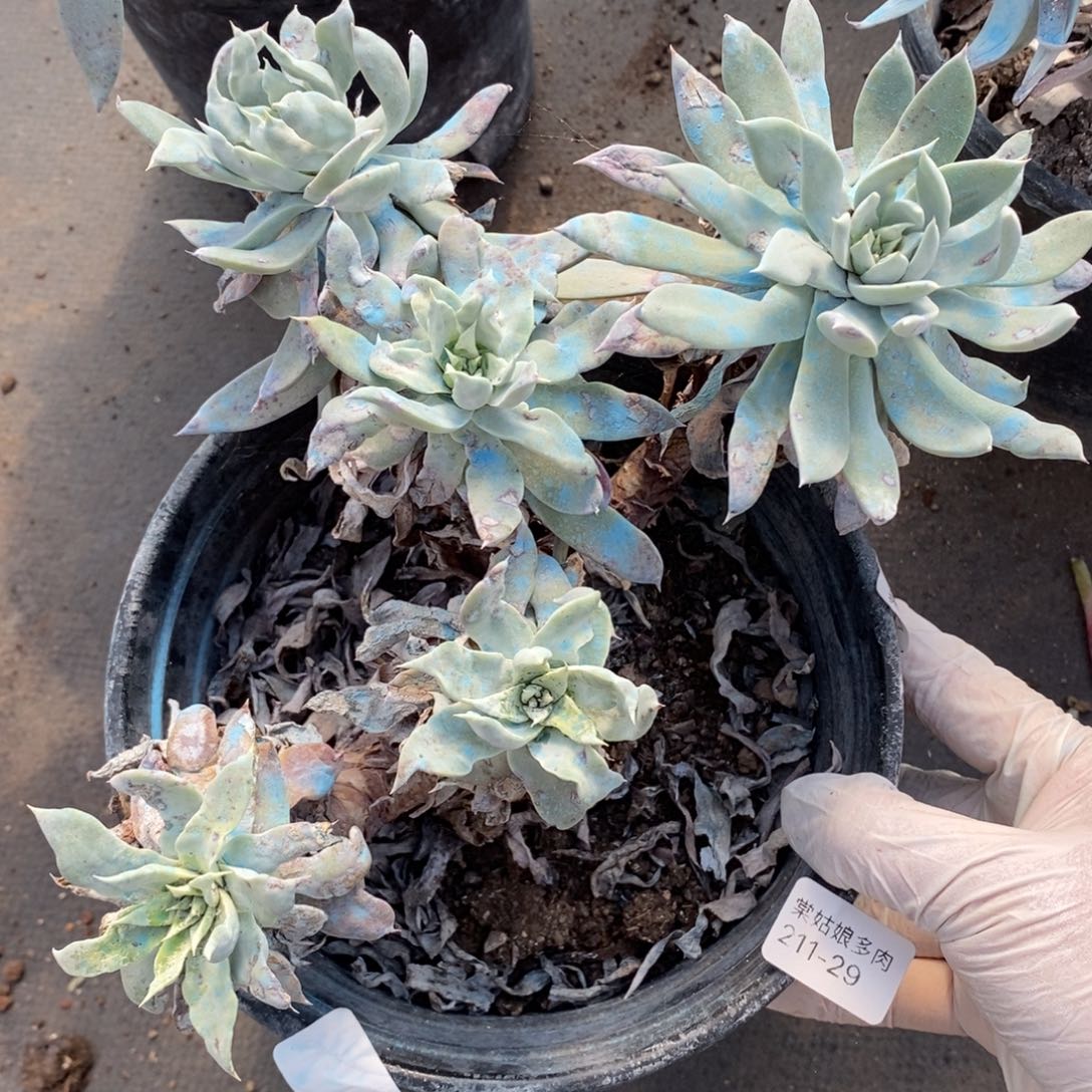 29号苹果叶瑕疵瑕疵瑕疵