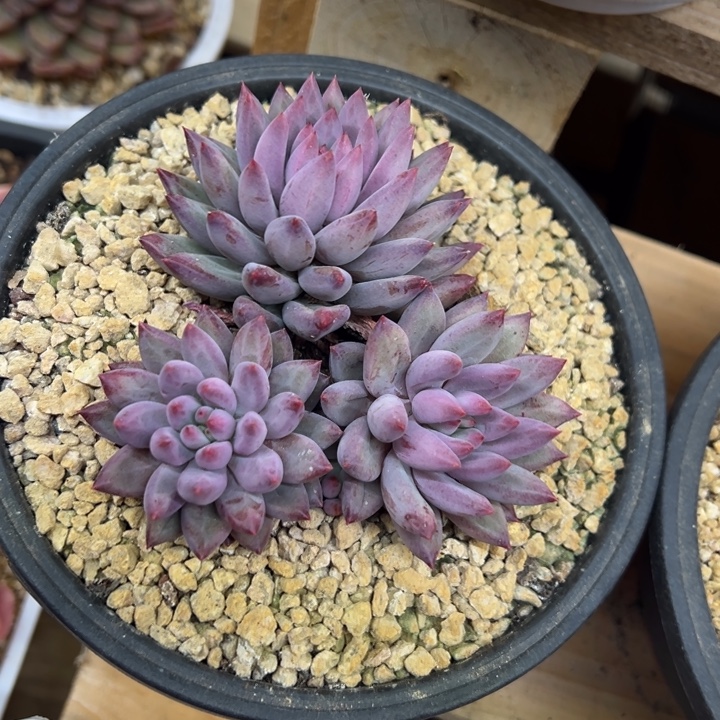 虞美人 群生 夏鸣园艺