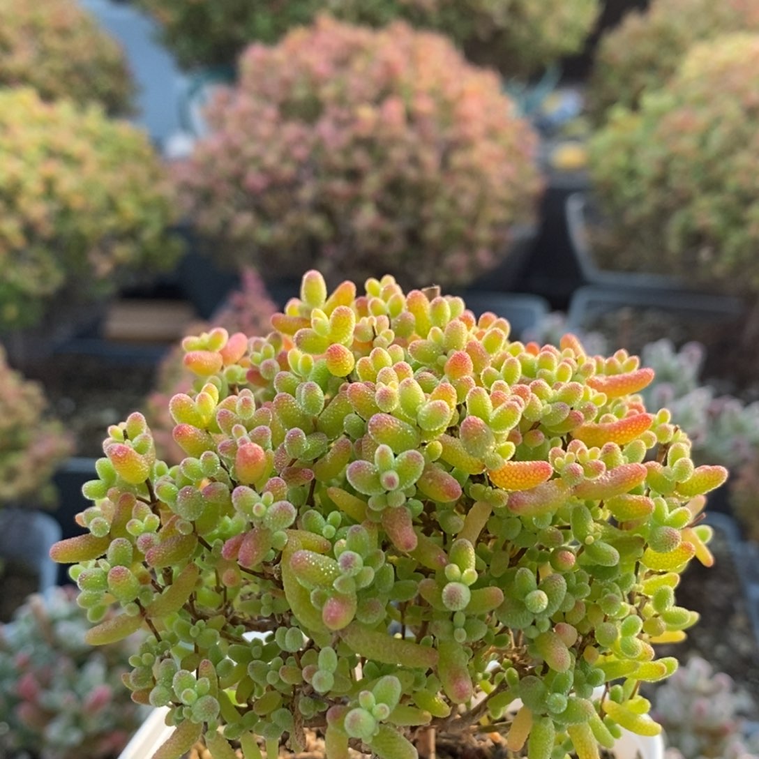 蜜橘糖球2716枝干番杏
