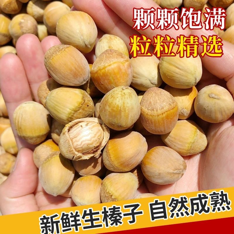 东北大榛子2025新鲜脱壳大榛子不带绿皮坚果越嚼越香