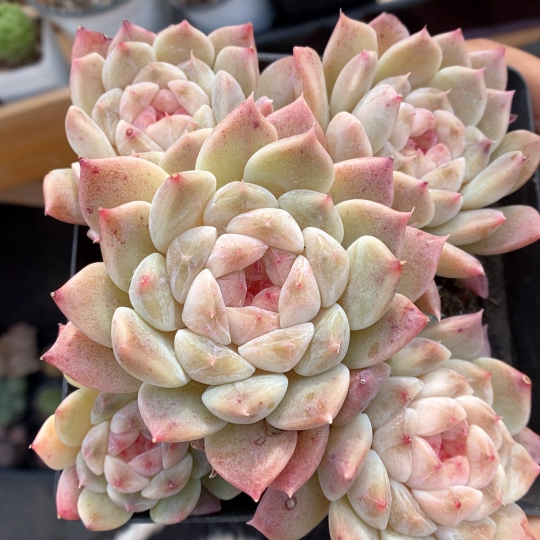 糖心冰魄群生4997号