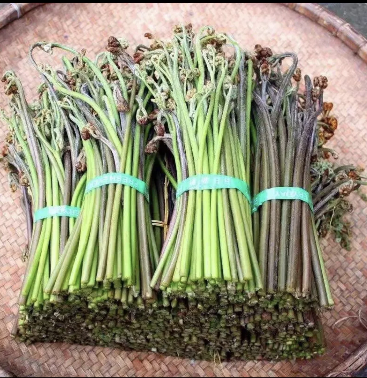 四川宜宾山上长的青红蕨菜