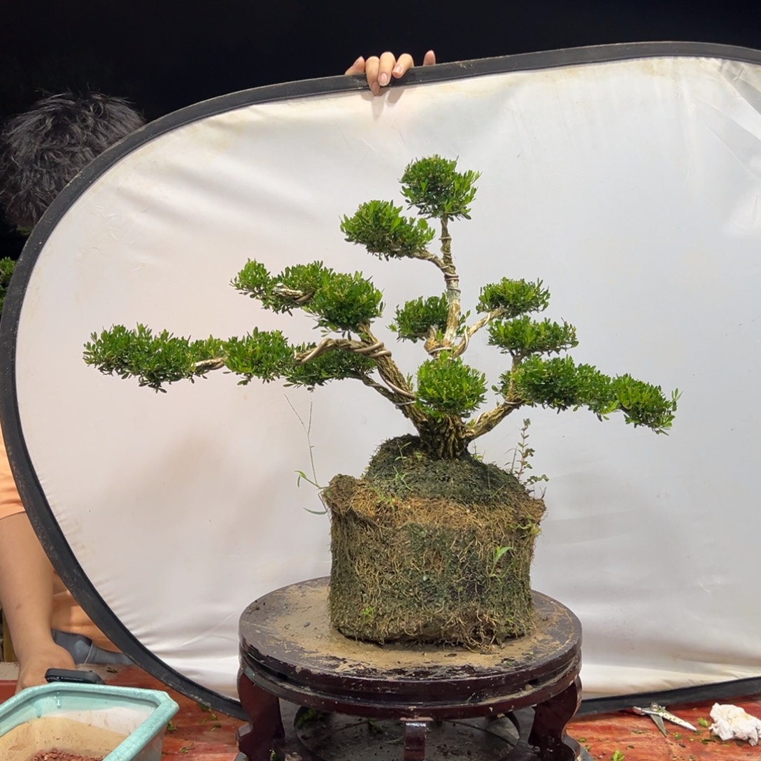 无花朵广东皱皮雀舌黄杨