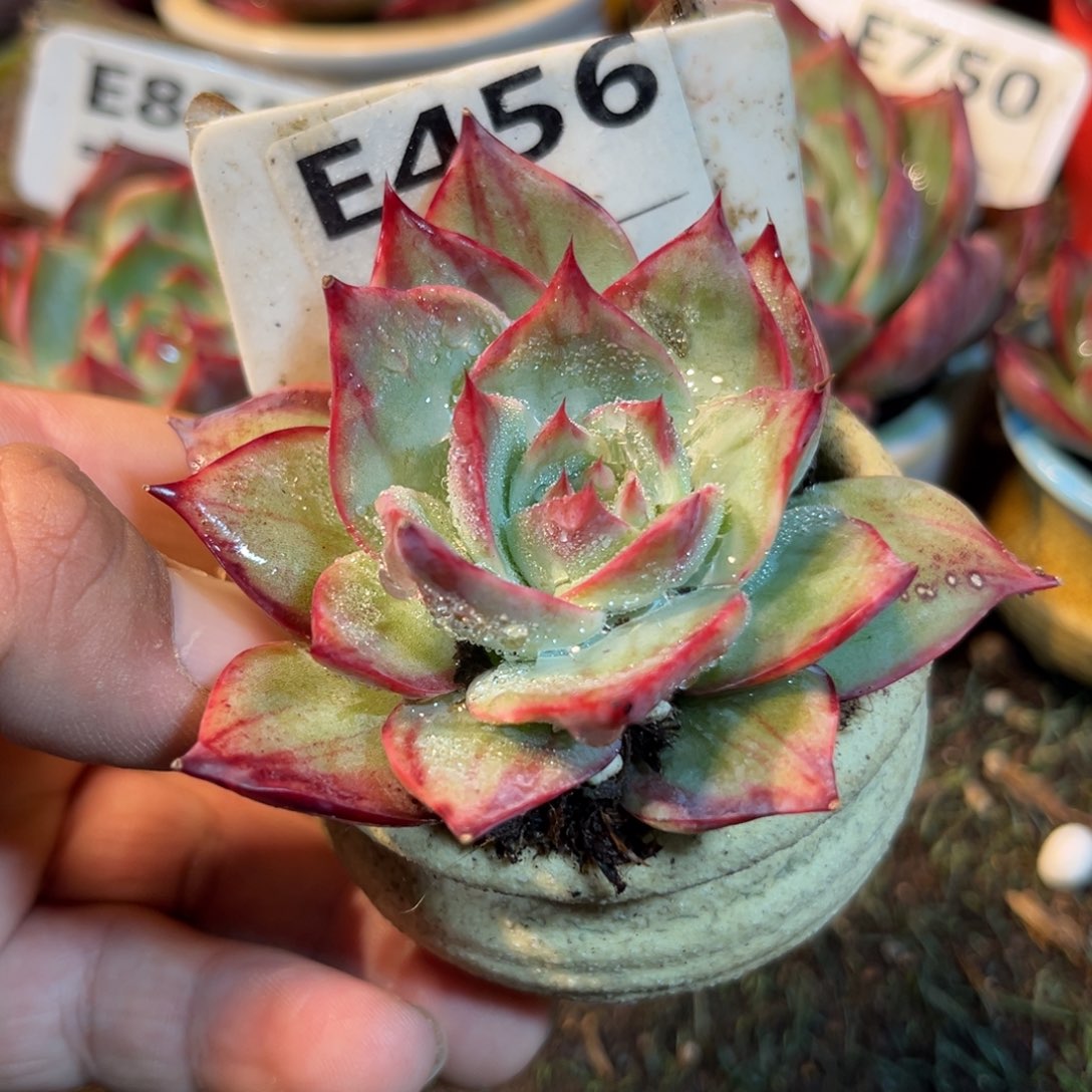 惊鸿一瞥456号多肉