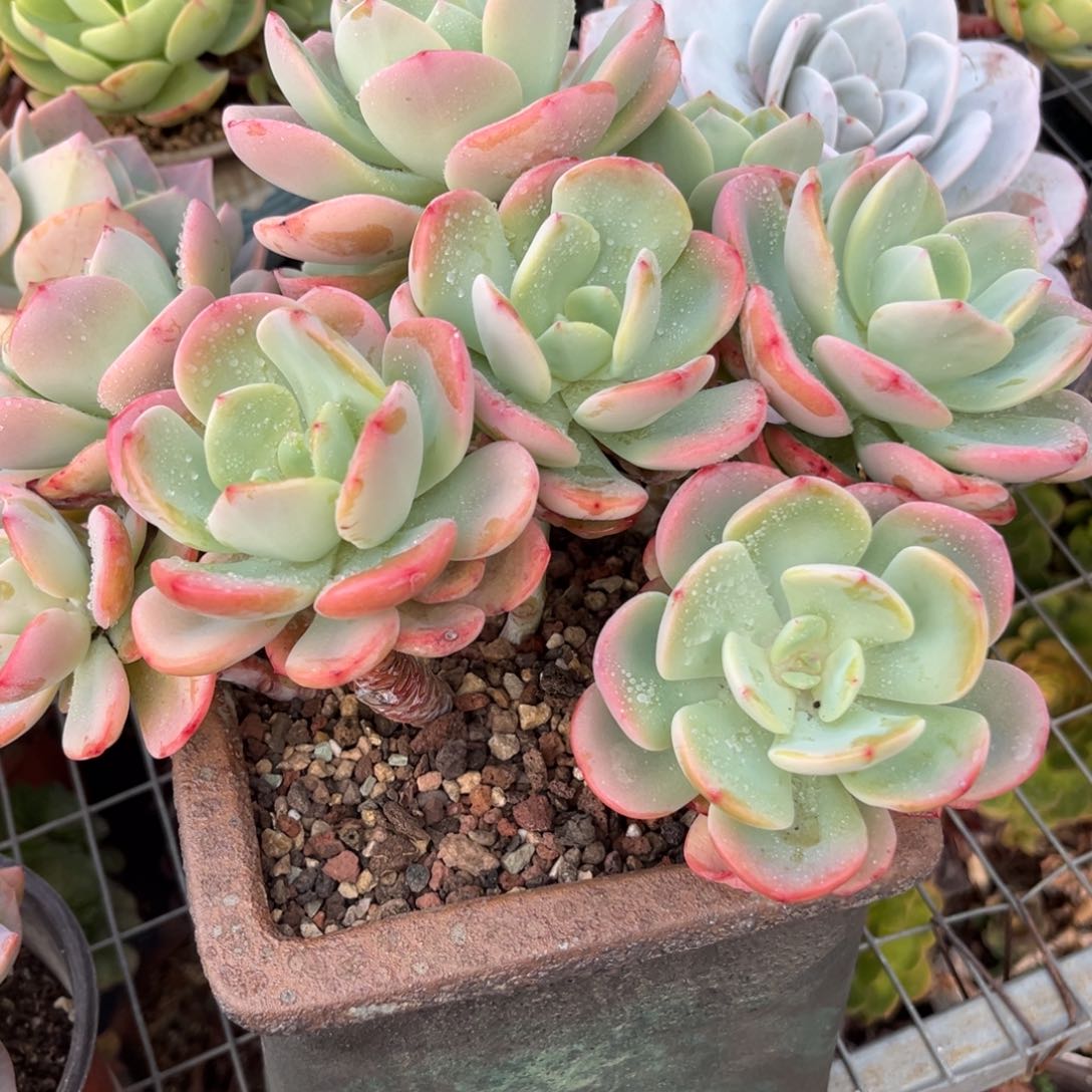 白月光多肉植物的生长发育