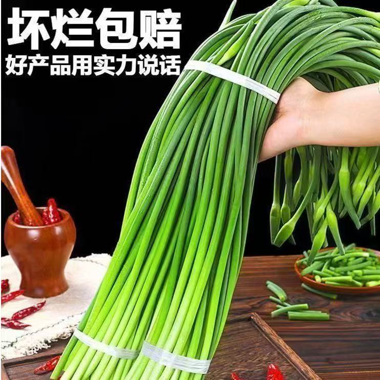 【农家自种】精品蒜苔批发蔬菜蒜苔正宗中枝保鲜蒜苔 立