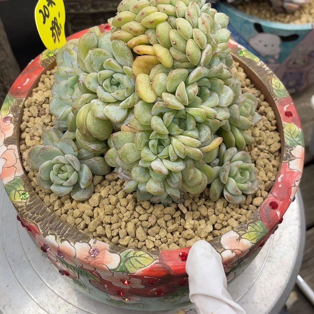 实生冰魄朵朵缀，约20头