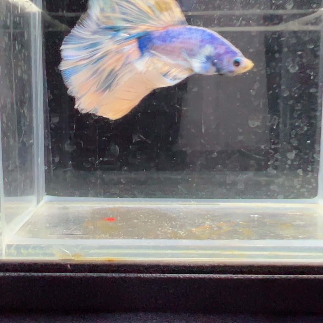 斗鱼浅色特殊尾hhhh