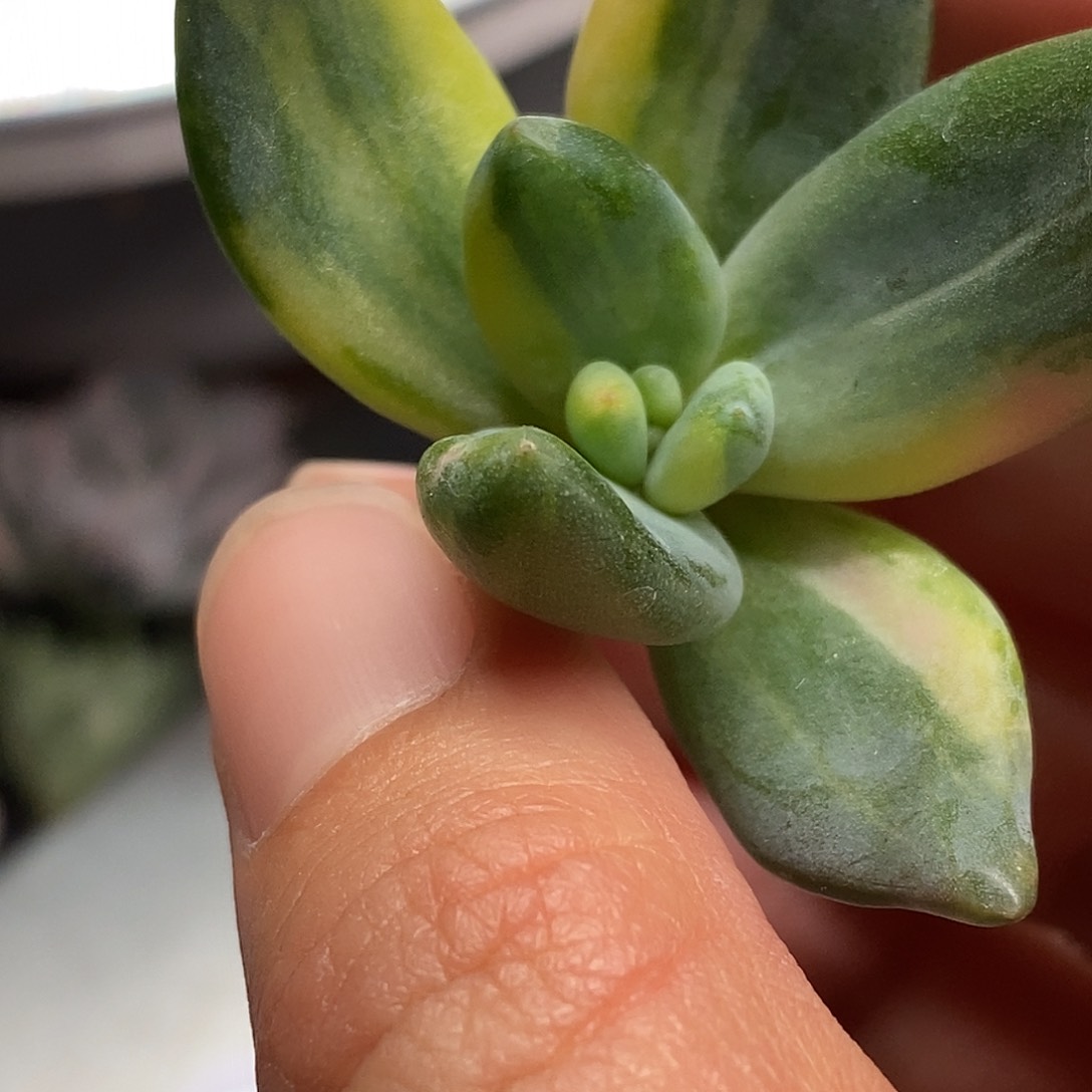 紫丽殿黄锦一物一拍