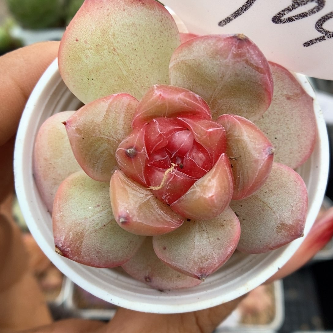 宝石心珍妮可拍4904号