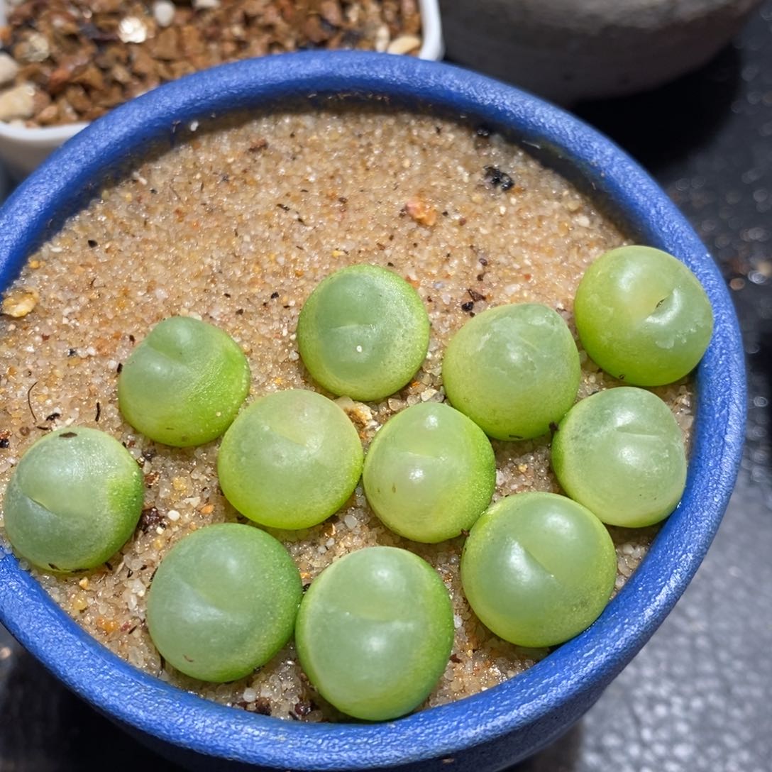 11138拉登一颗一个