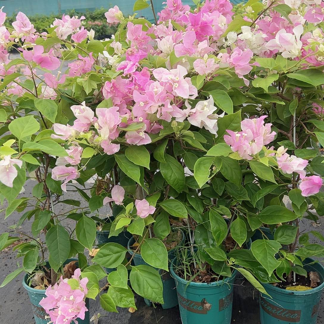 当前无花栽培后可以开花红樱一棵