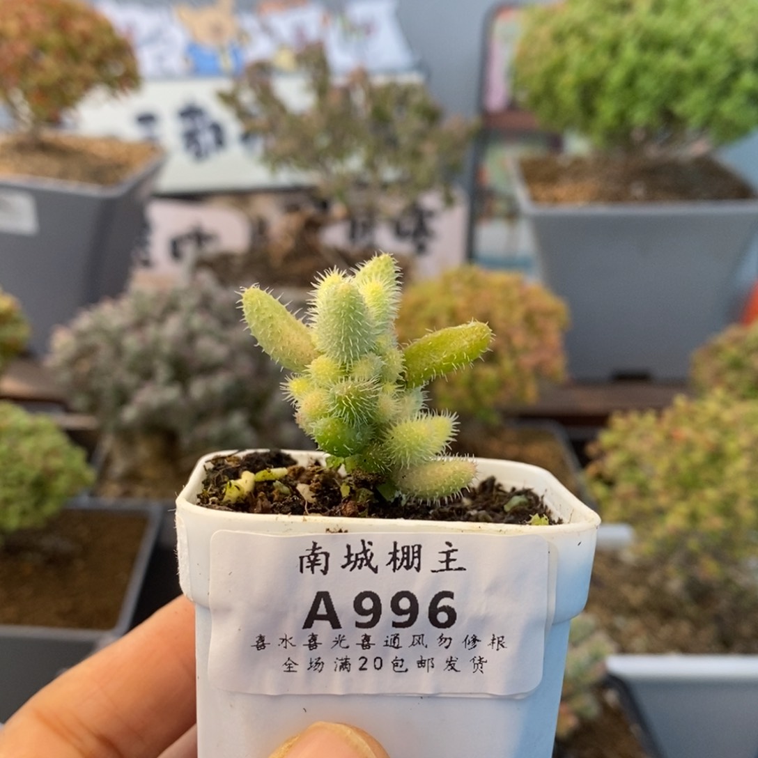 996雷同锦枝干番杏