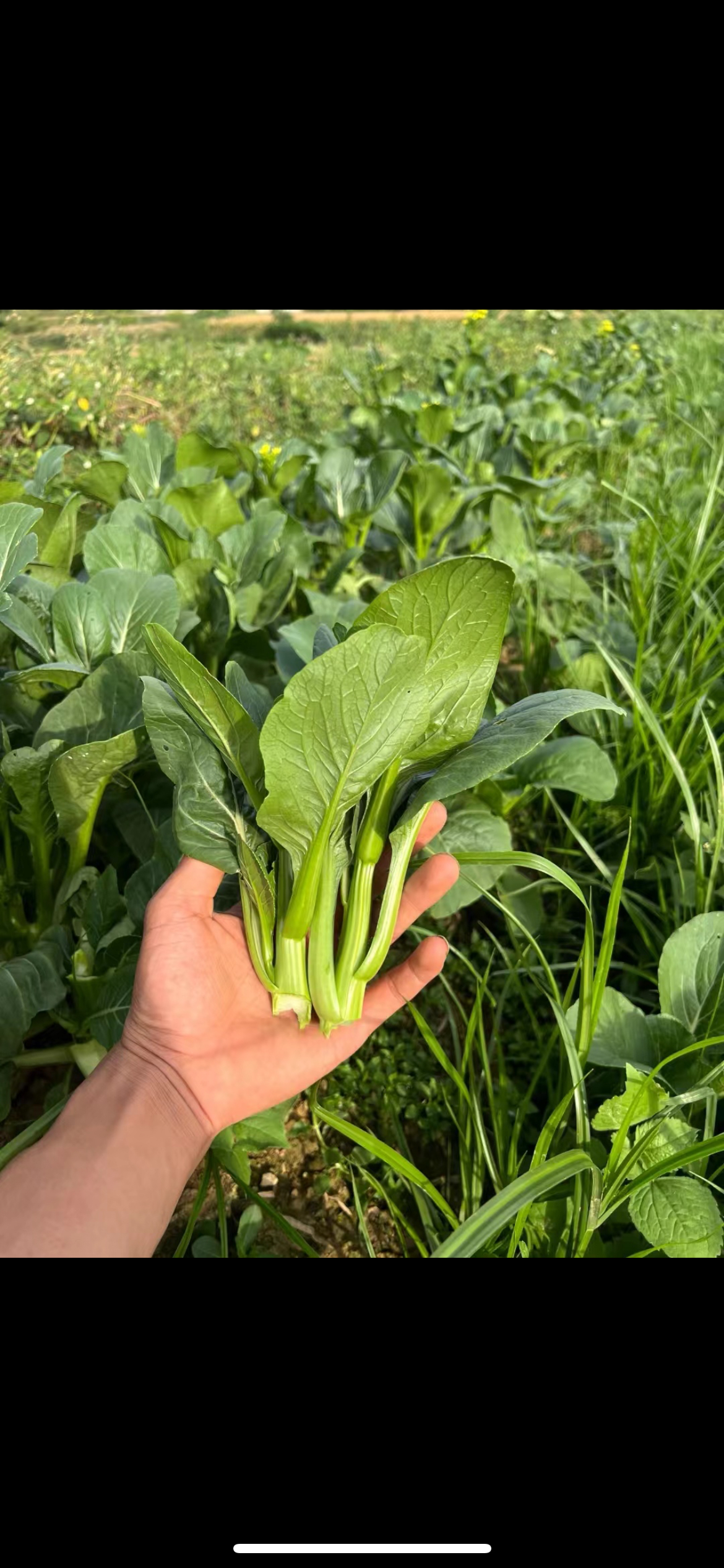 贵州高山生态菜心菜苔