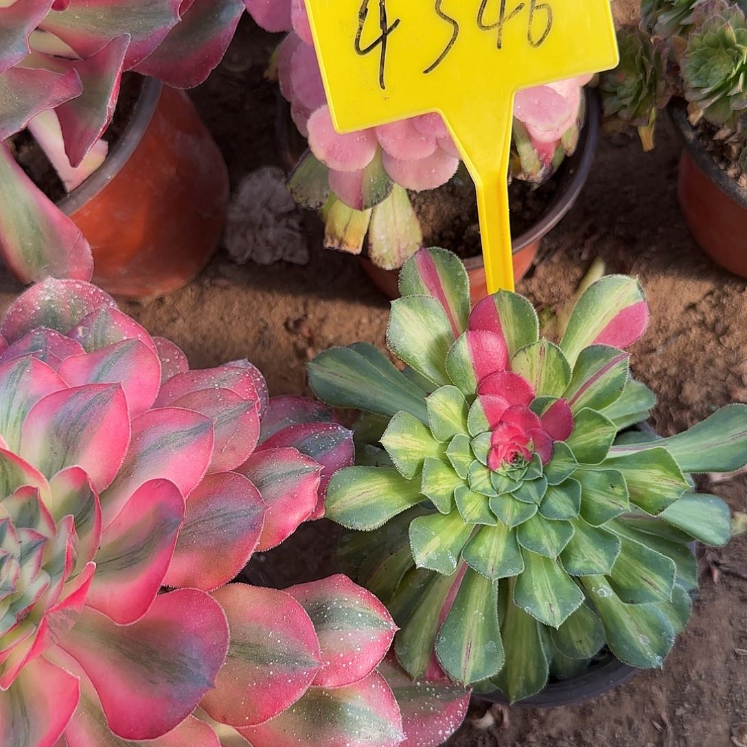 4346--+知否。知否。知否