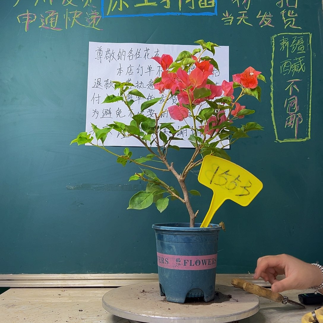 当前无花栽培后可以开花开播 暗斑夕阳红 1553