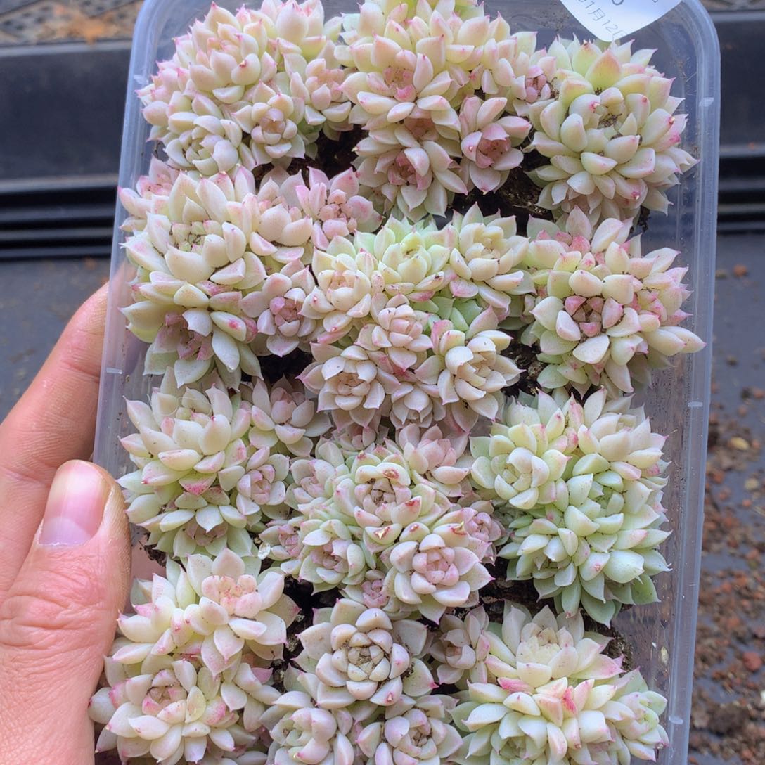 反反复复还是很开心126