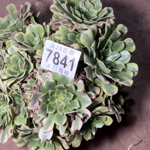 绿豆沙多肉植物法师7841