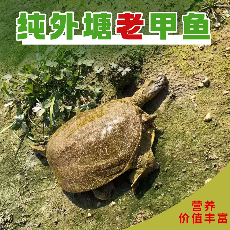 外塘公甲鱼单只3.4-3.7斤 大甲鱼 团鱼 水鱼