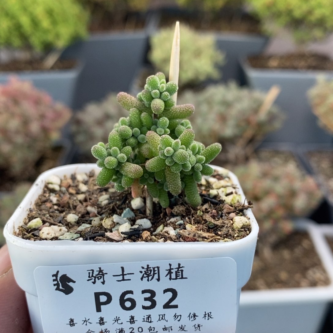 632实生糖豆米枝干