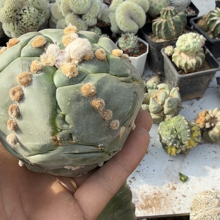 龟甲五棱连心兜嫁接