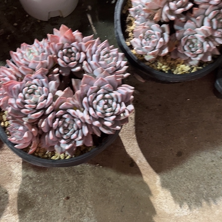 粉蓝鸟445667787888899