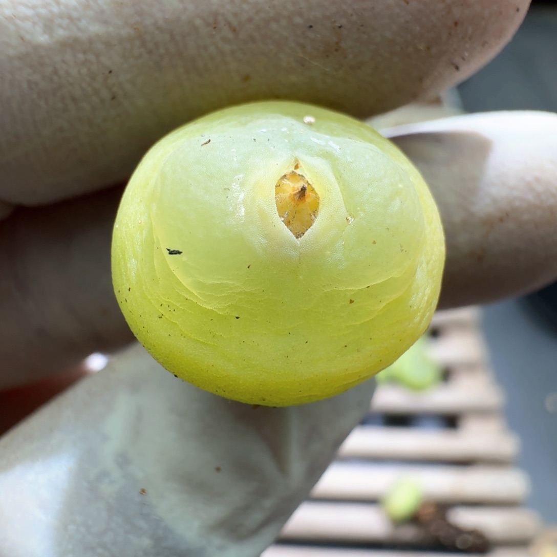 1-14-104大王拉登