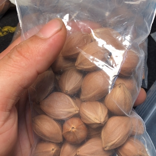 袋装不退不换深***名