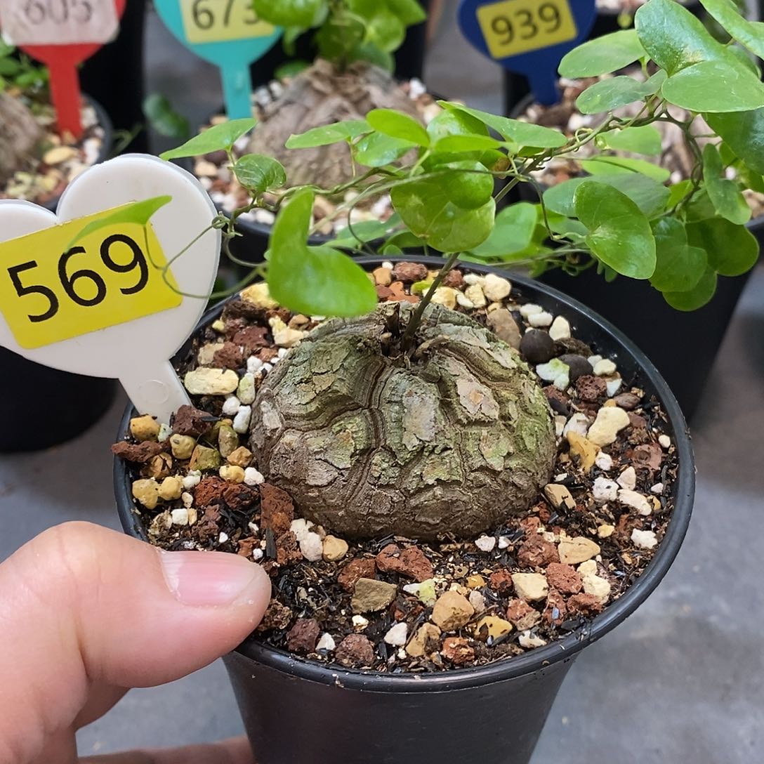 南非龟甲龙龟甲龙