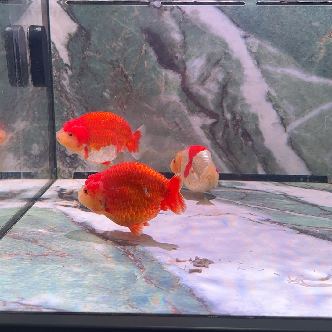 狮头鱼兰寿仅需福利价格