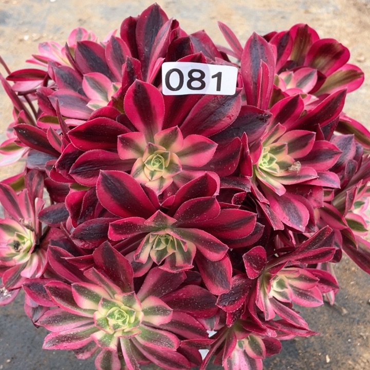 081多肉植物美杜莎