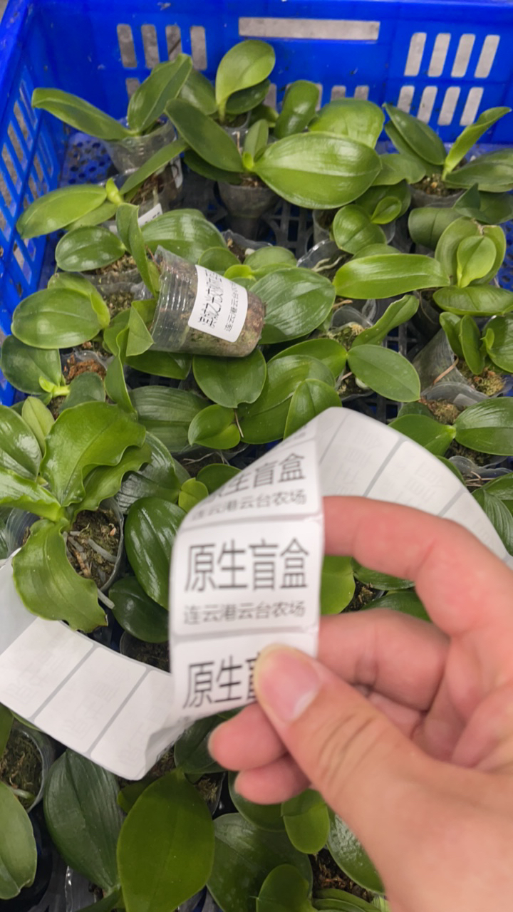 盲盒原生浓香型蝴蝶兰花 1.7寸杯