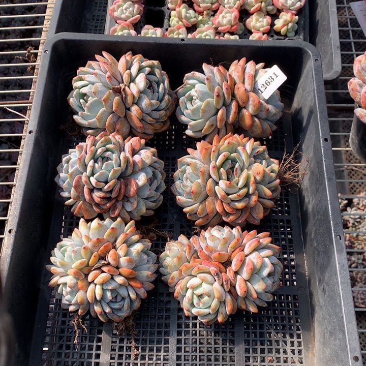 12631六个嗯嗯嗯嗯嗯恩真的