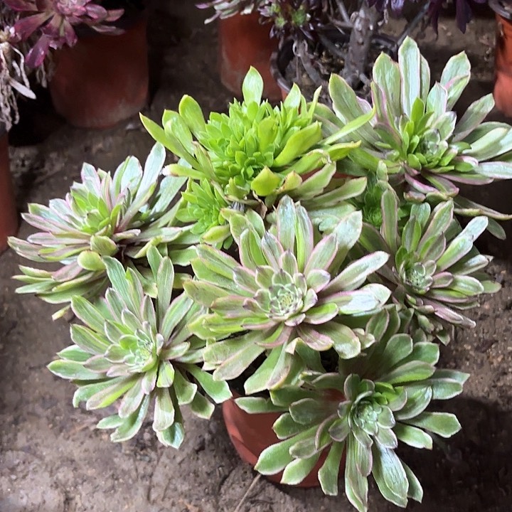 多肉植物荧火粉黛80