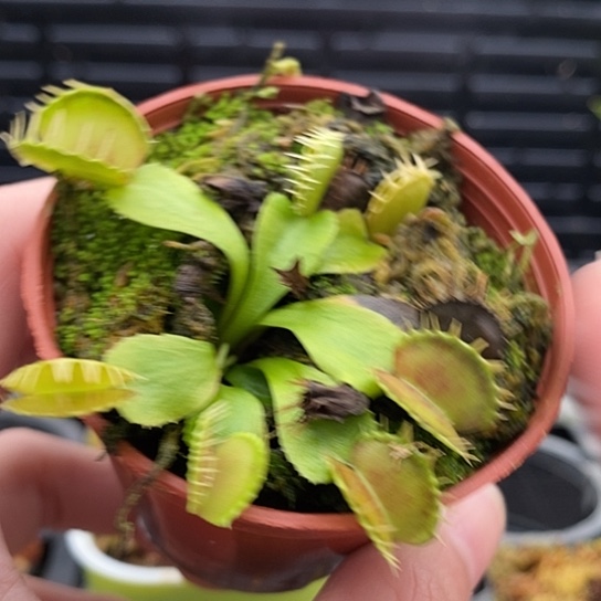 完全开放捕蝇草熔齿