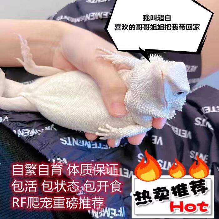 鬃狮蜥-直播间选购