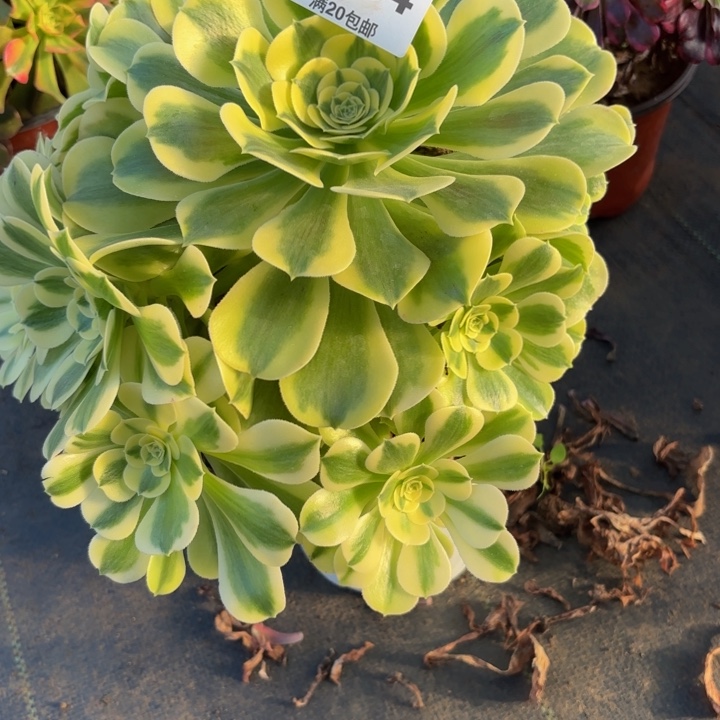 瑞妈，，。。。。784绿豆沙