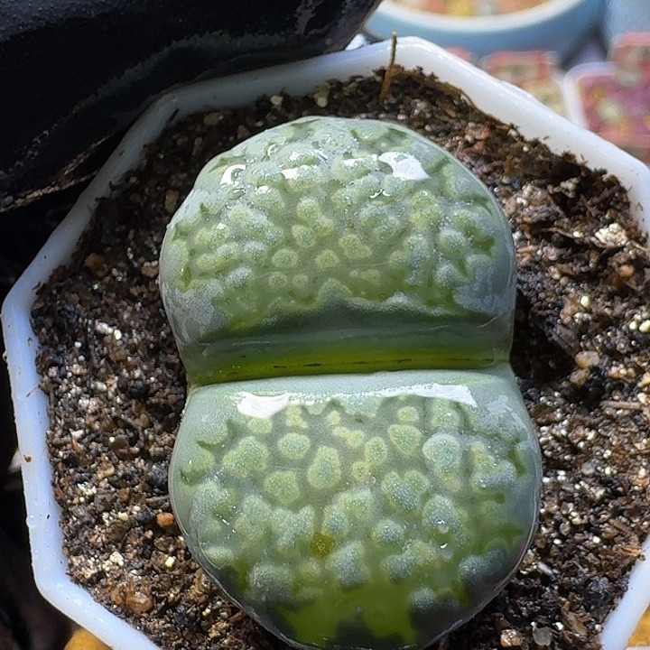 生石花3:：：：。  18号