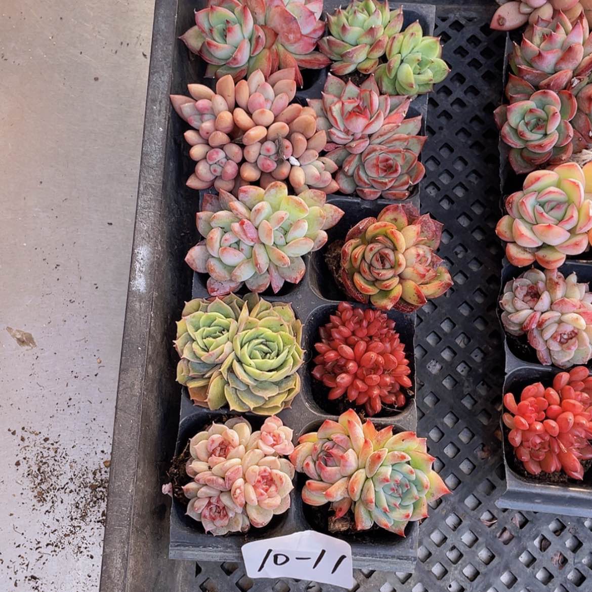 【闪购商品】10颗-11号约4厘米