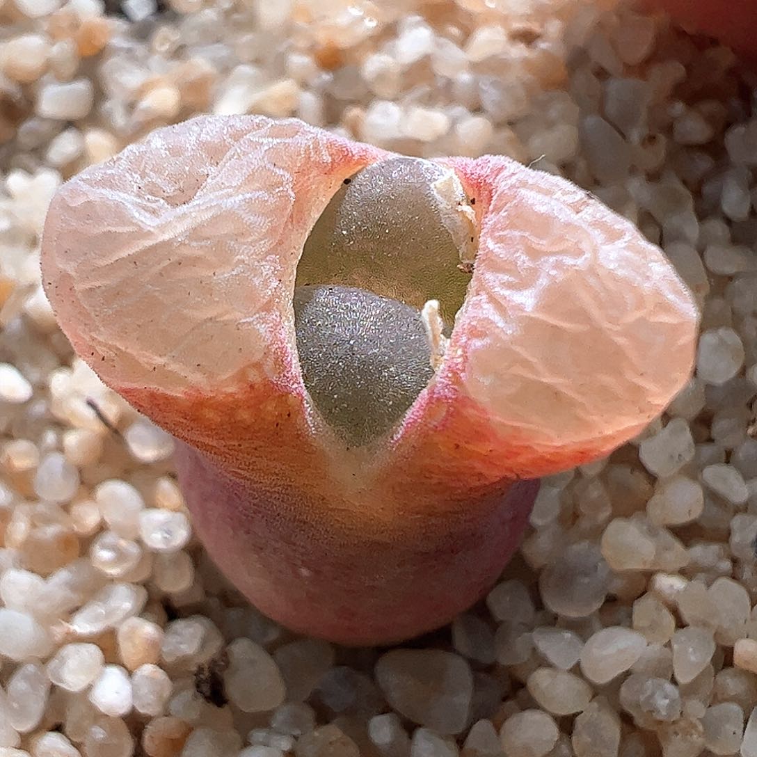 编号丢失小小风铃一颗454。 