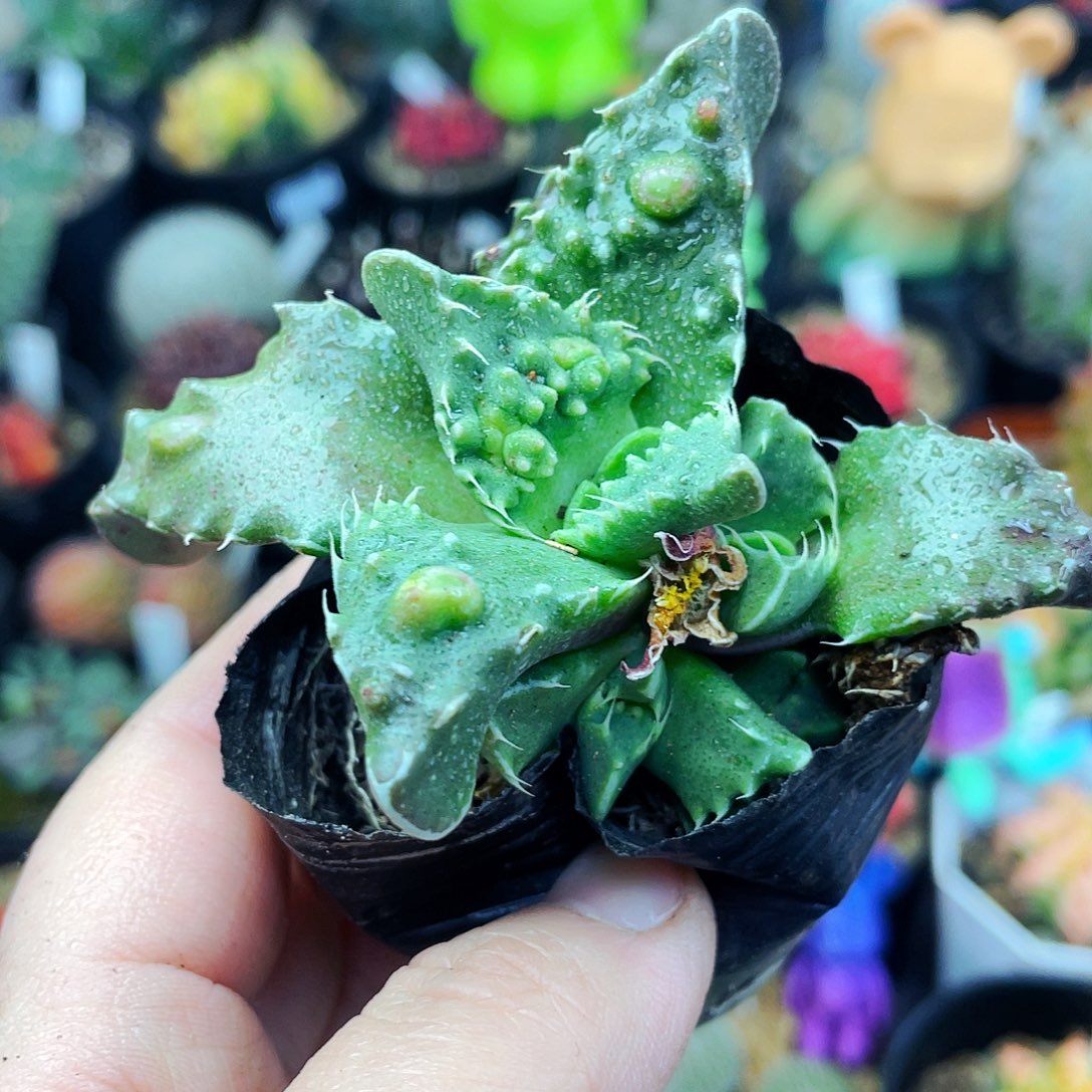 非偏远地区满25包邮仙人球