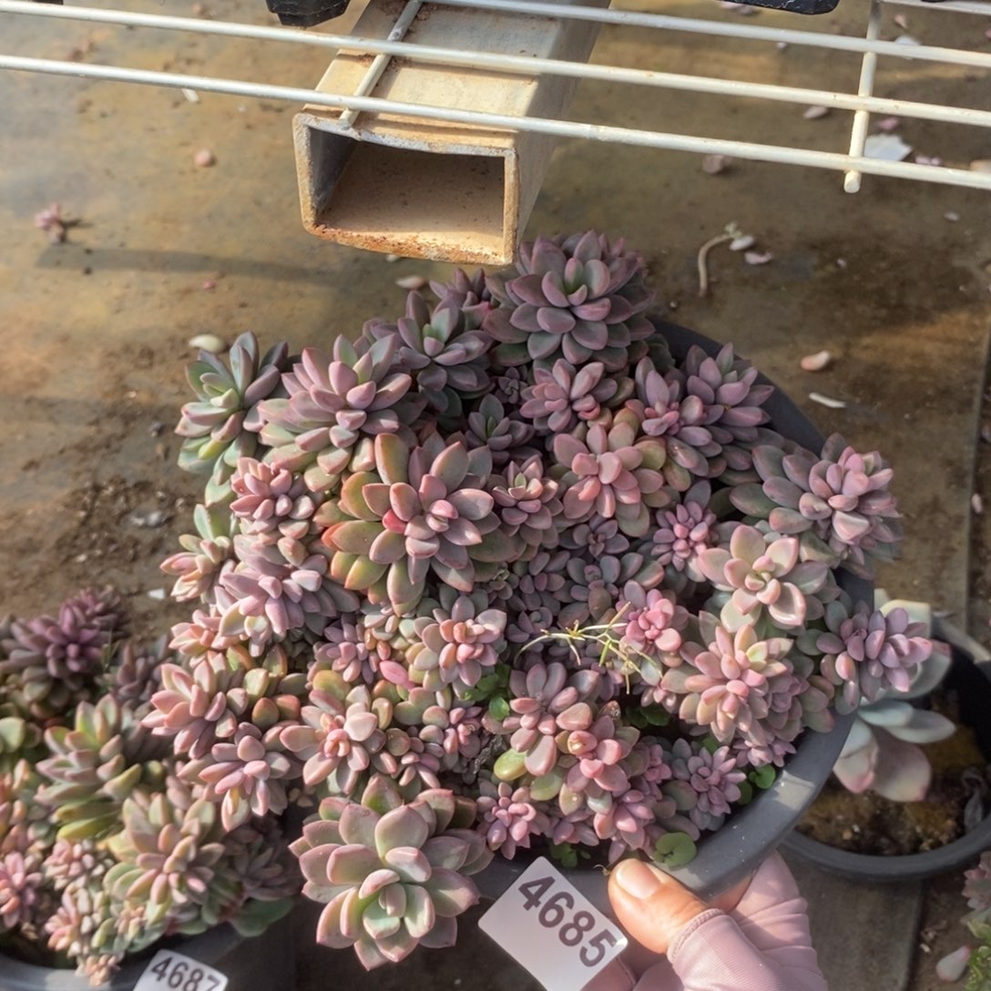 4085紫心老桩一物一拍