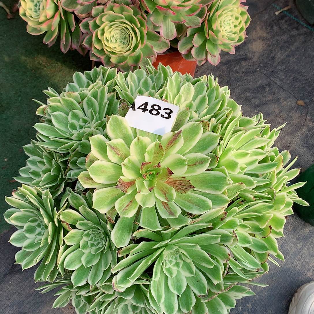 483.碧浪多肉植物