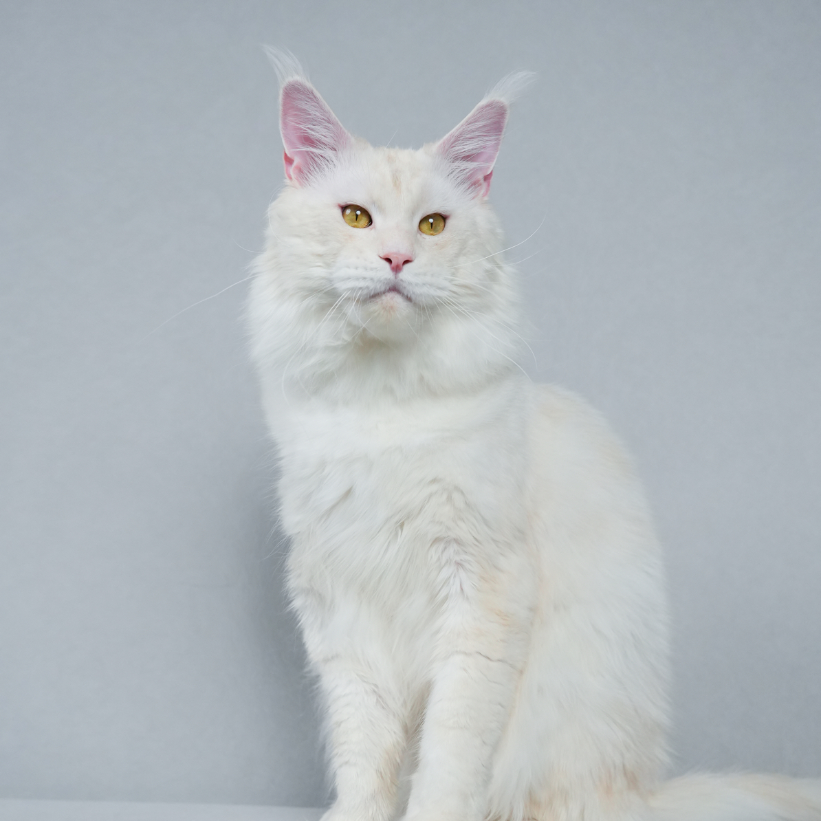 昆明山屿海缅因猫舍猫咪活体通用定金链接