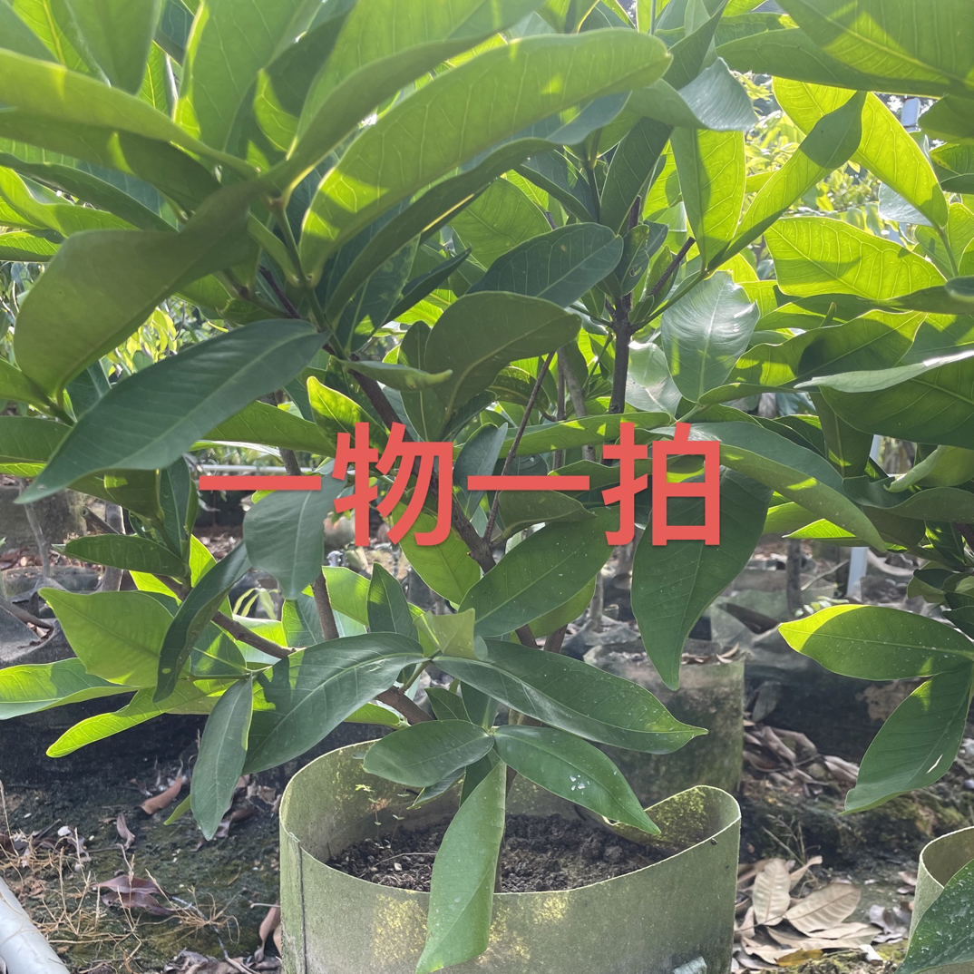一物一拍，所见即所得